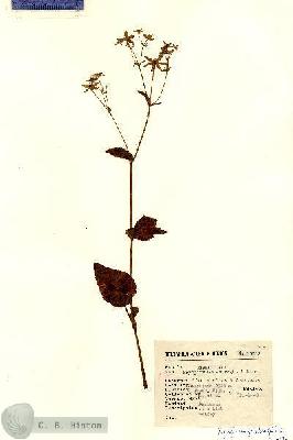 URN_catalog_HBHinton_herbarium_15612.jpg.jpg