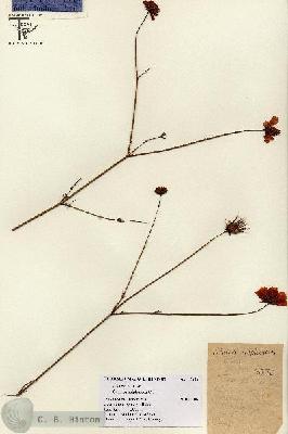 URN_catalog_HBHinton_herbarium_15636.jpg.jpg