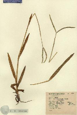 URN_catalog_HBHinton_herbarium_1585.jpg.jpg