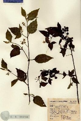 URN_catalog_HBHinton_herbarium_15638.jpg.jpg