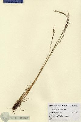 URN_catalog_HBHinton_herbarium_1565.jpg.jpg