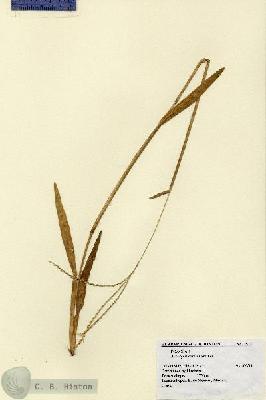 URN_catalog_HBHinton_herbarium_1574.jpg.jpg