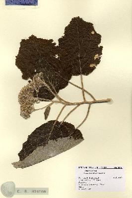 URN_catalog_HBHinton_herbarium_15754.jpg.jpg