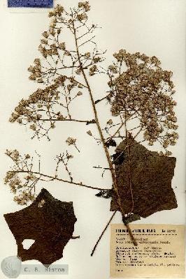 URN_catalog_HBHinton_herbarium_15777.jpg.jpg