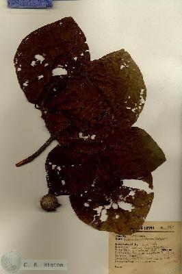 URN_catalog_HBHinton_herbarium_15987.jpg.jpg