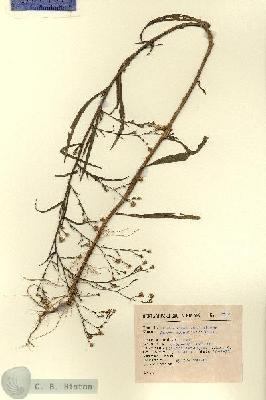 URN_catalog_HBHinton_herbarium_2035.jpg.jpg