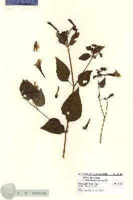 URN_catalog_HBHinton_herbarium_16017.jpg.jpg