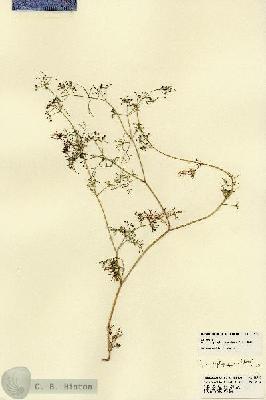URN_catalog_HBHinton_herbarium_22510.jpg.jpg