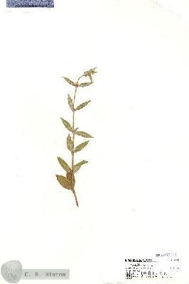 URN_catalog_HBHinton_herbarium_20351.jpg.jpg