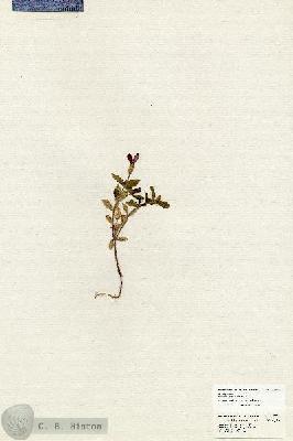 URN_catalog_HBHinton_herbarium_20335.jpg.jpg