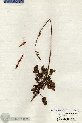 URN_catalog_HBHinton_herbarium_20340.jpg.jpg