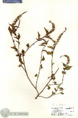 URN_catalog_HBHinton_herbarium_20343.jpg.jpg