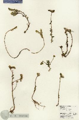 URN_catalog_HBHinton_herbarium_22525.jpg.jpg