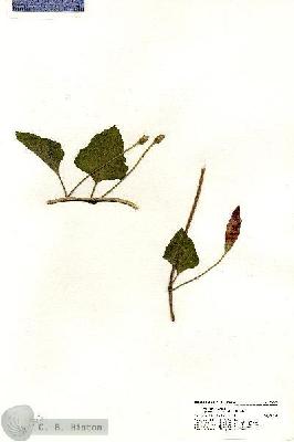 URN_catalog_HBHinton_herbarium_20363.jpg.jpg