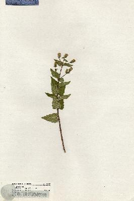 URN_catalog_HBHinton_herbarium_20367.jpg.jpg