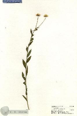URN_catalog_HBHinton_herbarium_20368.jpg.jpg