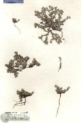 URN_catalog_HBHinton_herbarium_20373.jpg.jpg