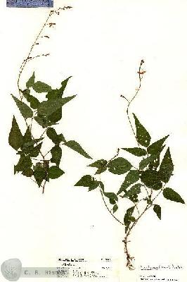 URN_catalog_HBHinton_herbarium_20552.jpg.jpg