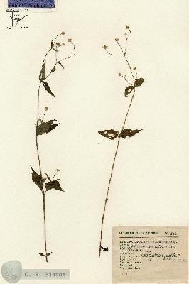 URN_catalog_HBHinton_herbarium_2056.jpg.jpg
