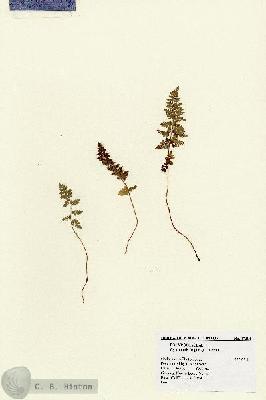 URN_catalog_HBHinton_herbarium_17304.jpg.jpg