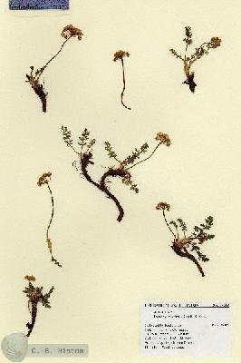 URN_catalog_HBHinton_herbarium_17018.jpg.jpg