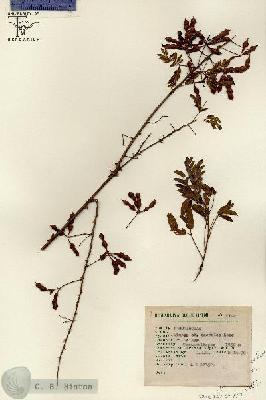 URN_catalog_HBHinton_herbarium_1702.jpg.jpg