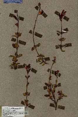 URN_catalog_HBHinton_herbarium_17024.jpg.jpg