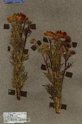 URN_catalog_HBHinton_herbarium_17025.jpg.jpg