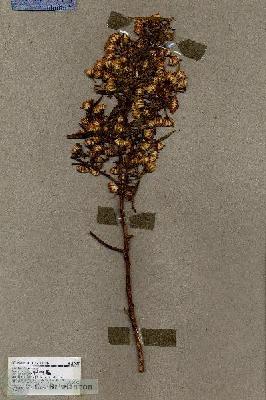 URN_catalog_HBHinton_herbarium_17027.jpg.jpg