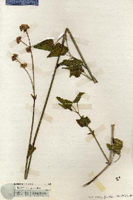 URN_catalog_HBHinton_herbarium_19780.jpg.jpg