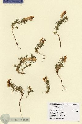 URN_catalog_HBHinton_herbarium_17041.jpg.jpg