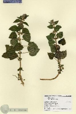 URN_catalog_HBHinton_herbarium_17042.jpg.jpg