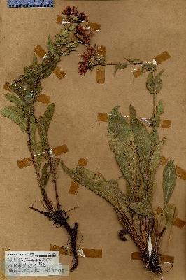 URN_catalog_HBHinton_herbarium_17258.jpg.jpg
