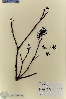 URN_catalog_HBHinton_herbarium_17284.jpg.jpg