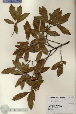URN_catalog_HBHinton_herbarium_17267.jpg.jpg