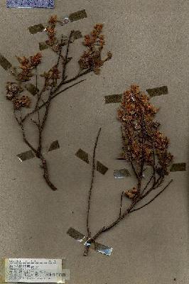 URN_catalog_HBHinton_herbarium_17285.jpg.jpg