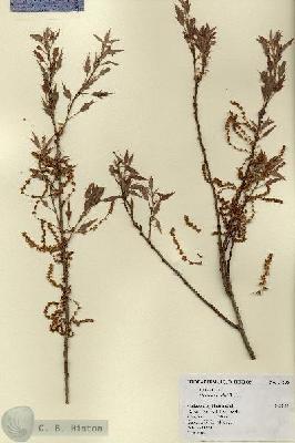 URN_catalog_HBHinton_herbarium_17286.jpg.jpg