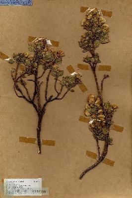 URN_catalog_HBHinton_herbarium_17272.jpg.jpg