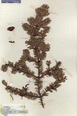 URN_catalog_HBHinton_herbarium_17274.jpg.jpg