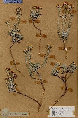 URN_catalog_HBHinton_herbarium_17287.jpg.jpg