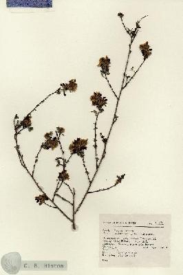 URN_catalog_HBHinton_herbarium_17289.jpg.jpg