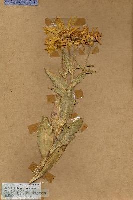URN_catalog_HBHinton_herbarium_17294.jpg.jpg