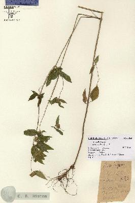 URN_catalog_HBHinton_herbarium_1980.jpg.jpg