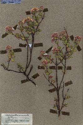 URN_catalog_HBHinton_herbarium_19814.jpg.jpg