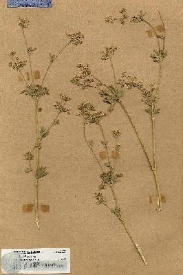 URN_catalog_HBHinton_herbarium_17137.jpg.jpg