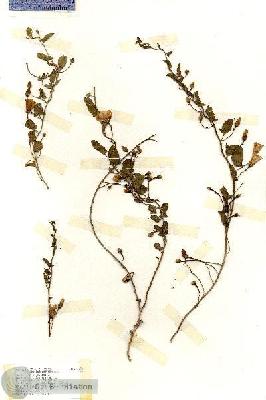 URN_catalog_HBHinton_herbarium_17138.jpg.jpg