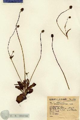 URN_catalog_HBHinton_herbarium_1706.jpg.jpg