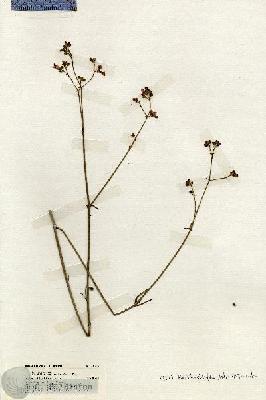 URN_catalog_HBHinton_herbarium_19753.jpg.jpg