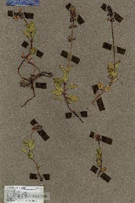 URN_catalog_HBHinton_herbarium_17103.jpg.jpg