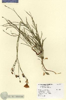 URN_catalog_HBHinton_herbarium_17105.jpg.jpg
